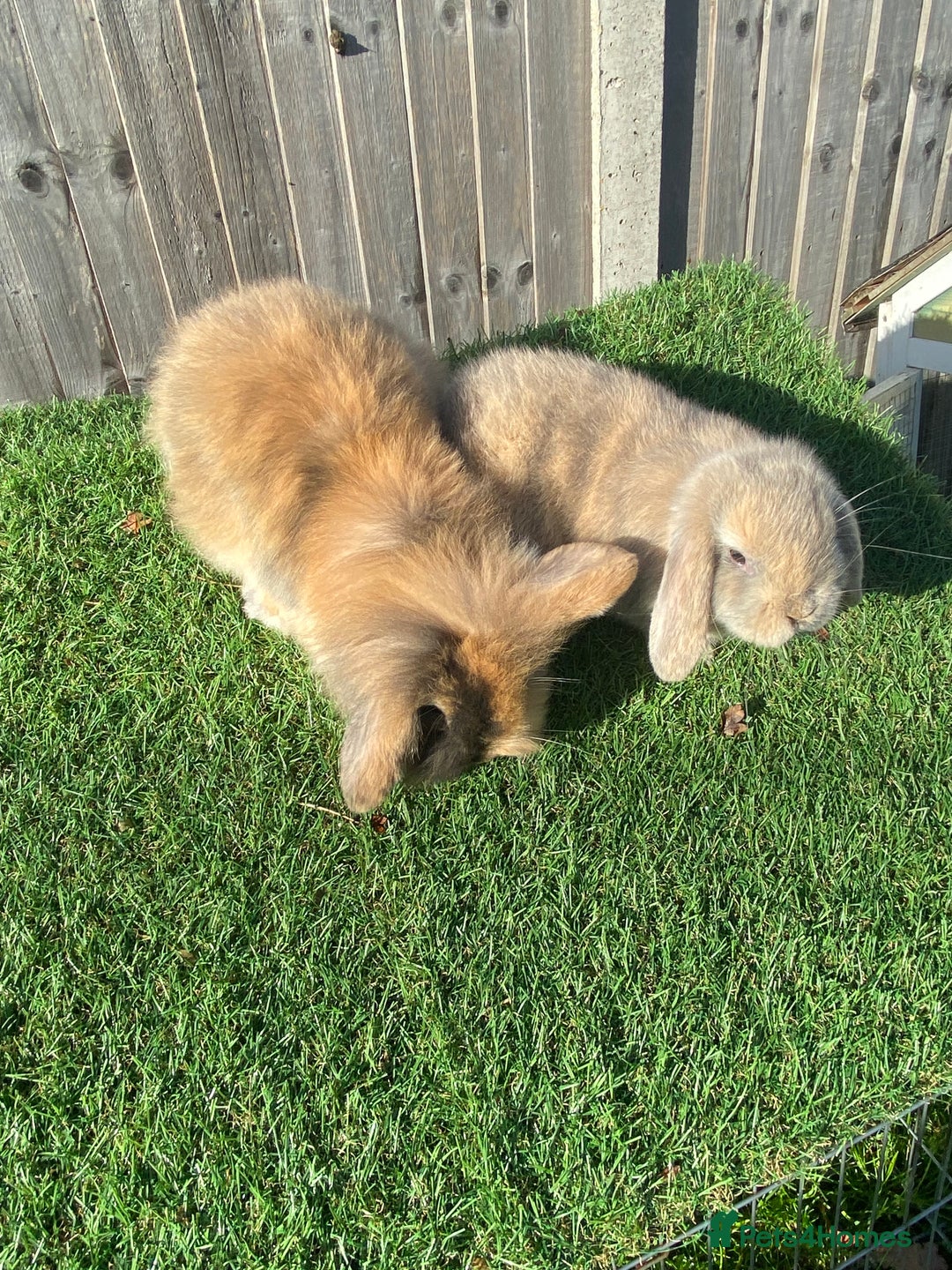 Mini Lion Lop rabbits for sale: ✨ 2 MINI LION LOPS – READY NOW ✨ - Image 9
