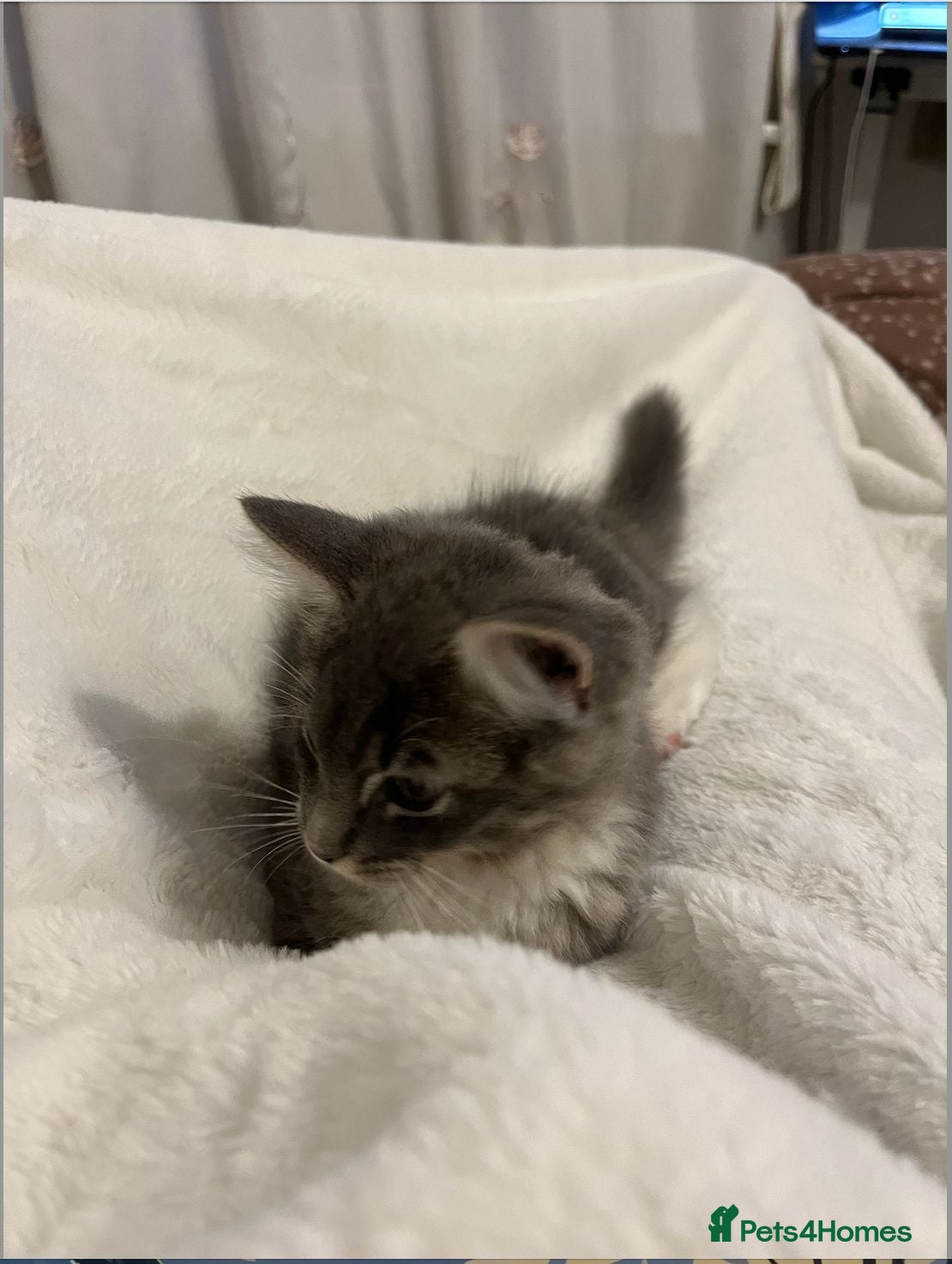 Ragdoll cats Ragdoll Mix boy looking for a loving home - Advert 1