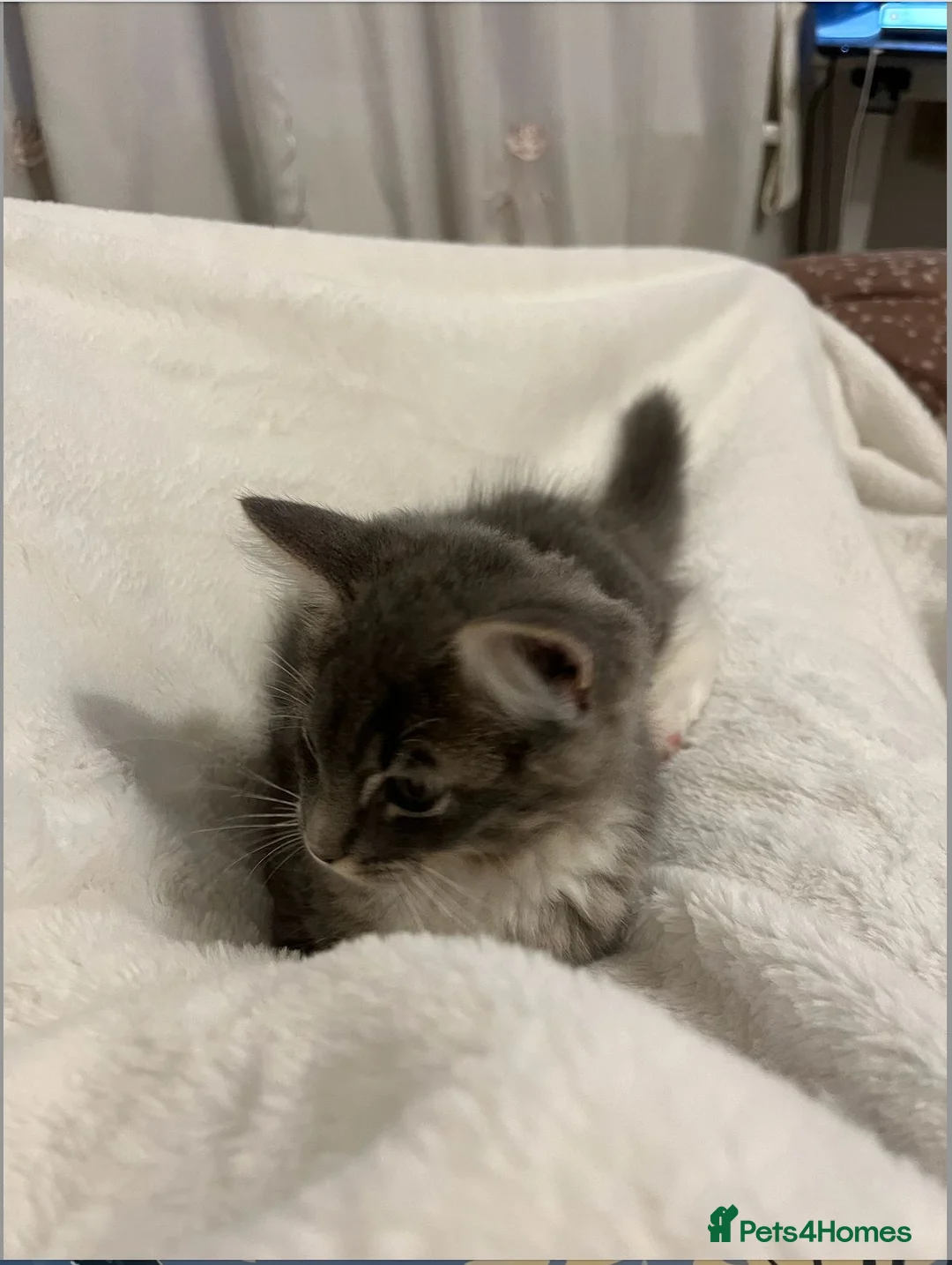 Ragdoll cats for sale: Ragdoll Mix boy looking for a loving home - Advert 1