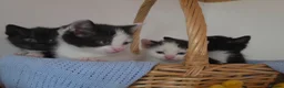 Mixed Breed cats for sale: Beautiful Kittens Looking for Loving Homes - Advert 15