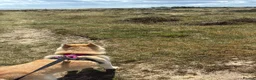 Mixed Breed dogs for sale: Husky x Pomsky x English Springer Spaniel - Advert 3