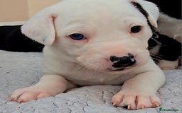 Mixed Breed dogs for sale: Short haired Collie pups - Image 14