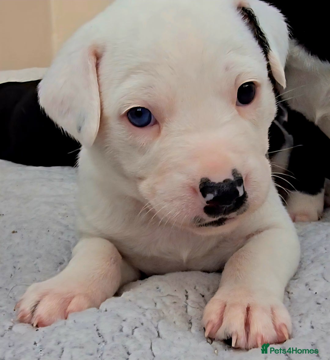 Mixed Breed dogs for sale: Short haired Collie pups - Image 14