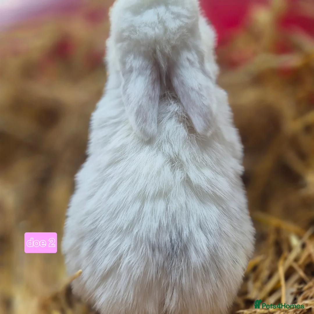 Mini Lop rabbits for sale: Gorgeous mini lop x Rhinelander kits ready April - Advert 19