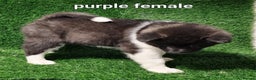 Akita dogs for sale: Akita pups - Advert 5
