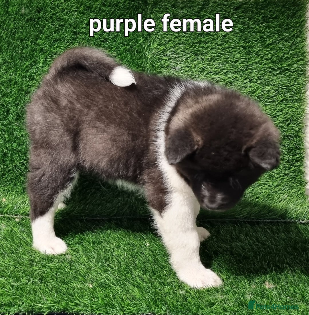 Akita dogs for sale: Akita pups - Advert 5