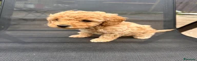 Toy Poodle Puppy 3
