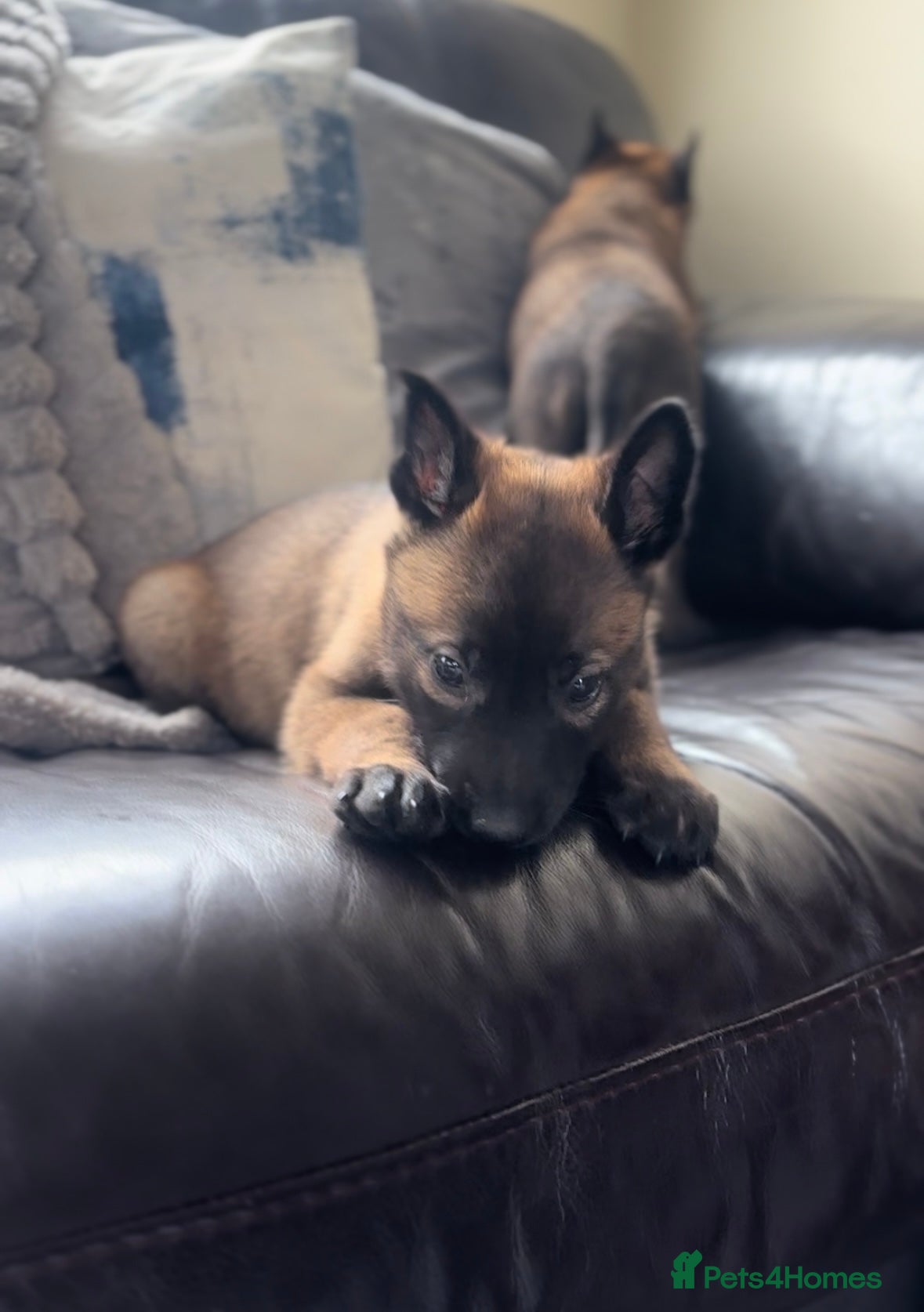 Belgian Shepherd Dog dogs True to type Belgian Malinois Pups  - Advert 2