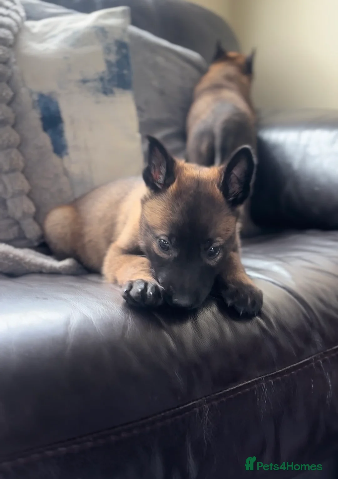 Belgian Shepherd Dog dogs for sale: True to type Belgian Malinois Pups  - Advert 2