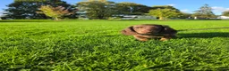 Miniature Dachshund dogs for sale: Fully vaccinated, Long Haired Miniature Dachshund  - Advert 20