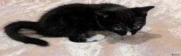 Mixed Breed cats for sale: Rainbow litter of - part BSH - Advert 15