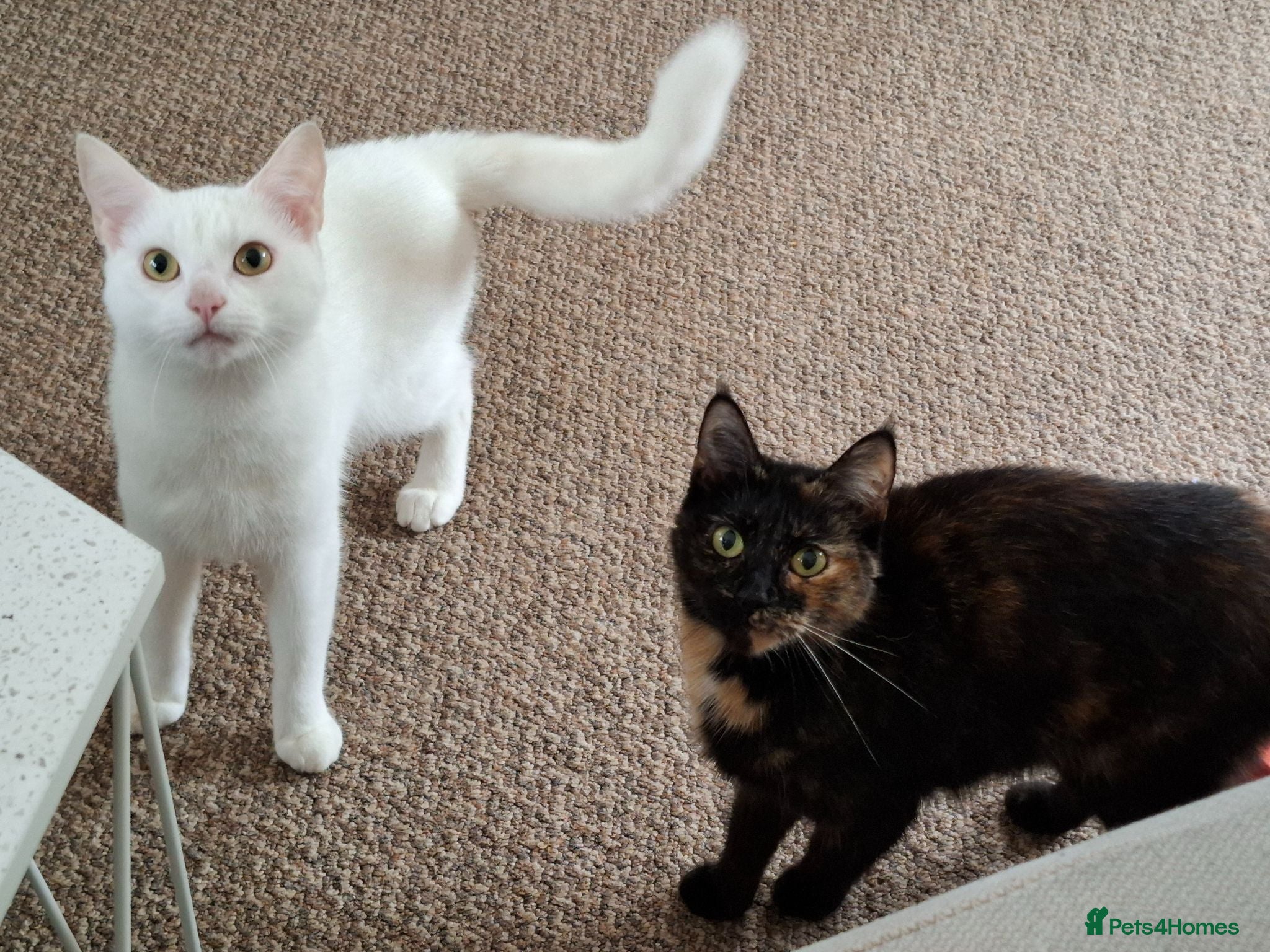 Mixed Breed cats Molly and casper  - Advert 3