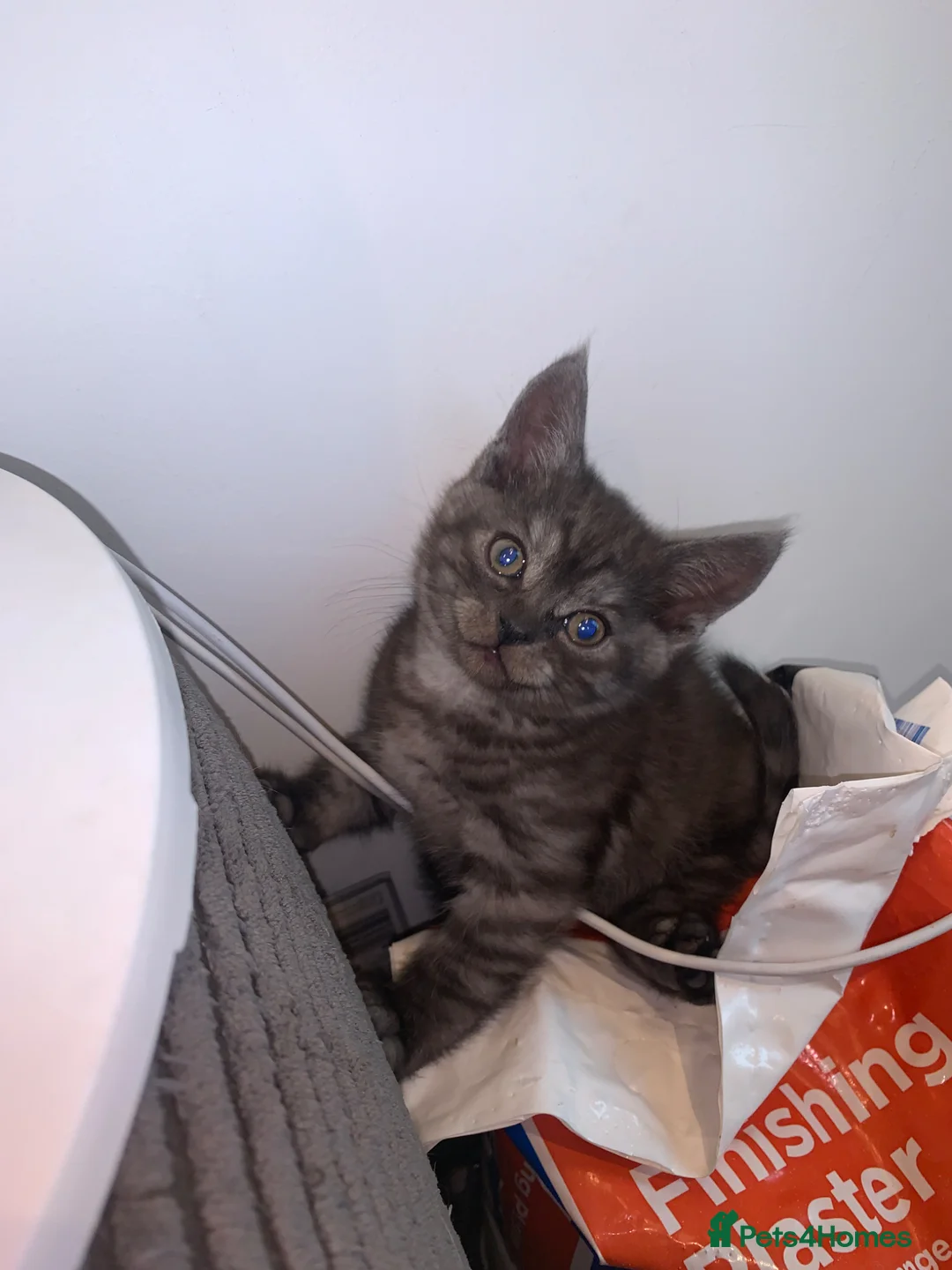 Scottish Fold cats for sale: Scottish fold/bombay kittens  - Advert 2