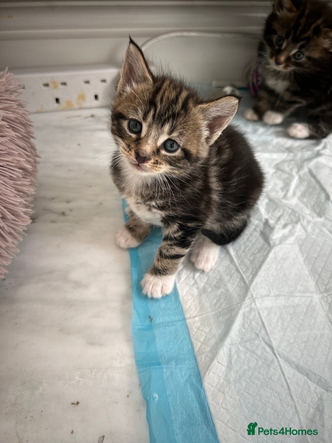 Maine Coon cats for sale: Gorgeous Maine Coon Cross Kittens - Image 8