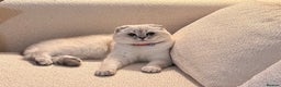 Scottish Fold cats for sale: Scottish fold - Advert 2