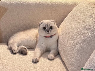 Scottish Fold cats Scottish fold - Advert 3