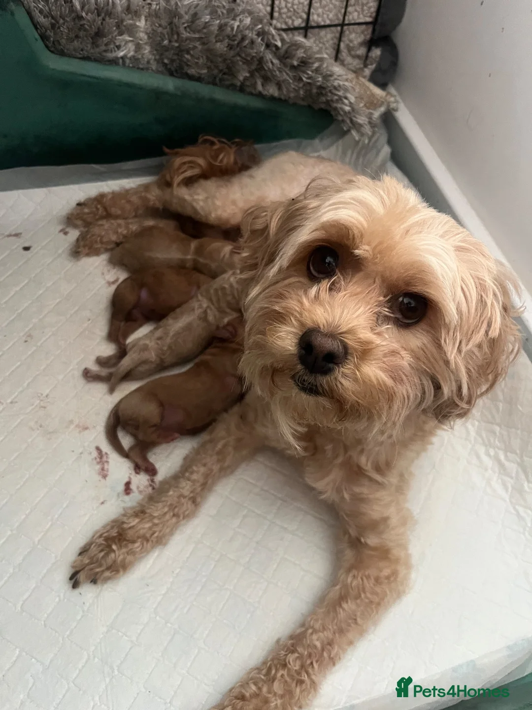 Maltipoo dogs for sale: Adorable malshipoo puppies  in Cardigan - Advert 4