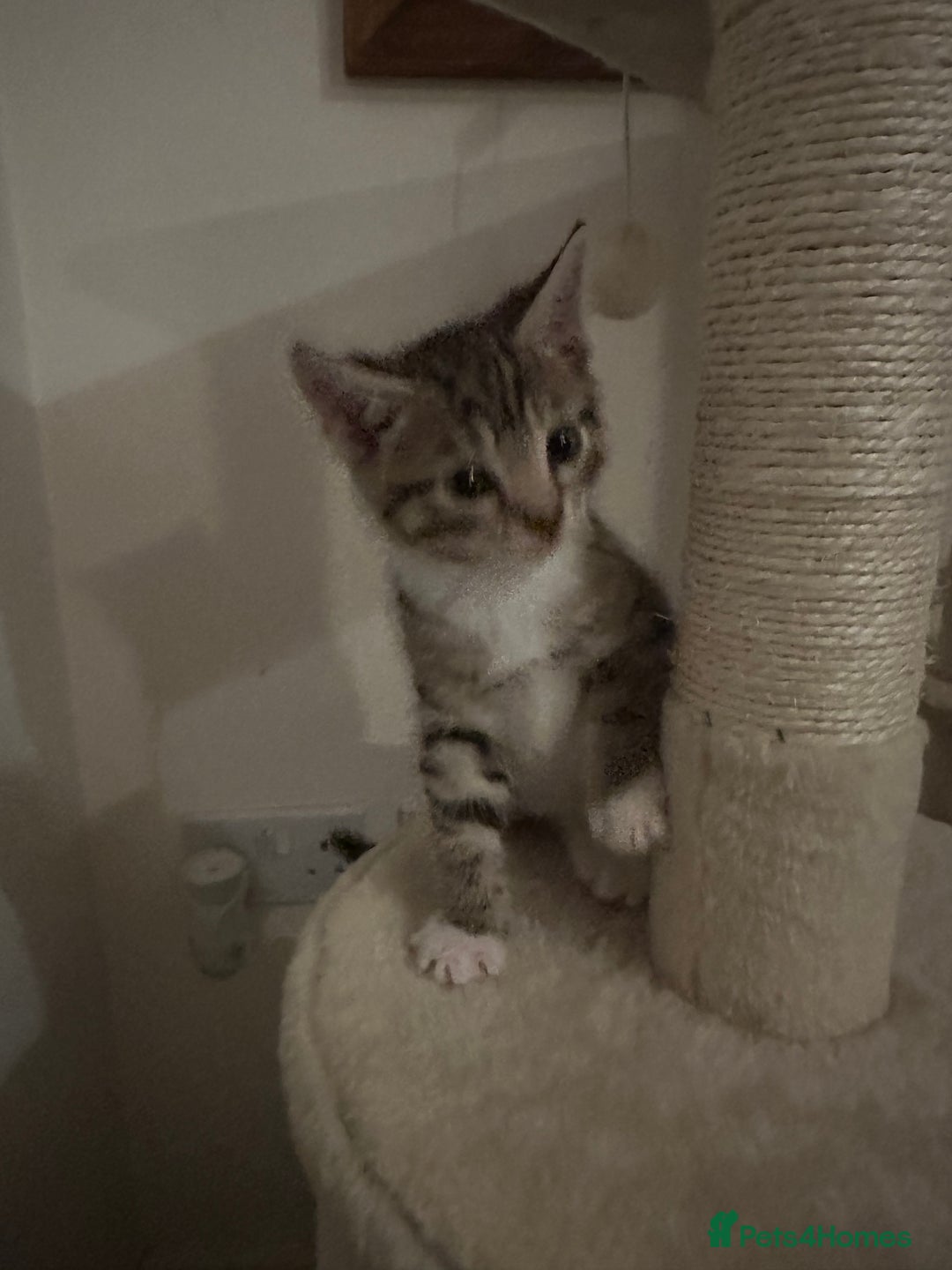 Mixed Breed cats for sale: Beautiful kittens - Image 28