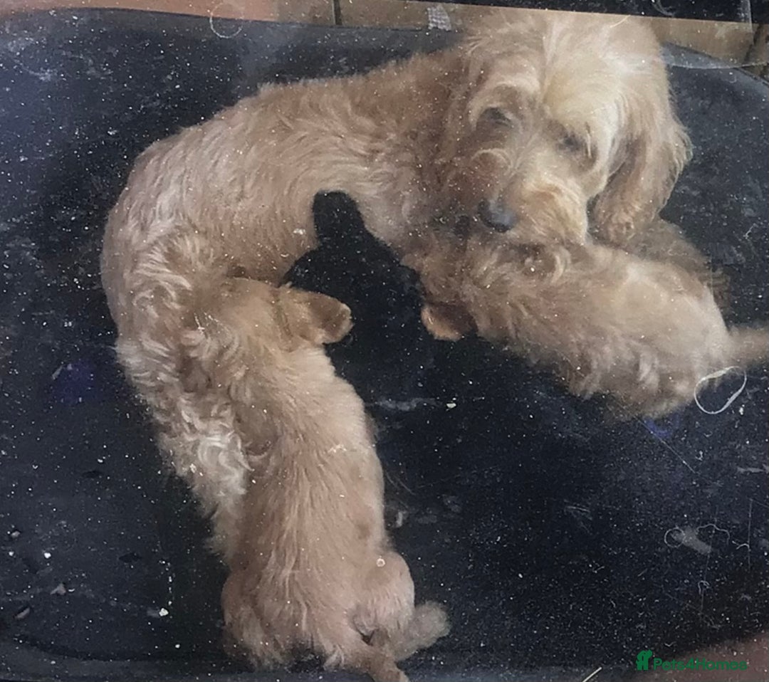Cockapoo dogs for sale: F2B Cockapoo Puppies - Image 7