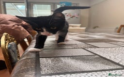 Mixed Breed cats for sale: Tuxedo/tabby mix bread cat - Image 2