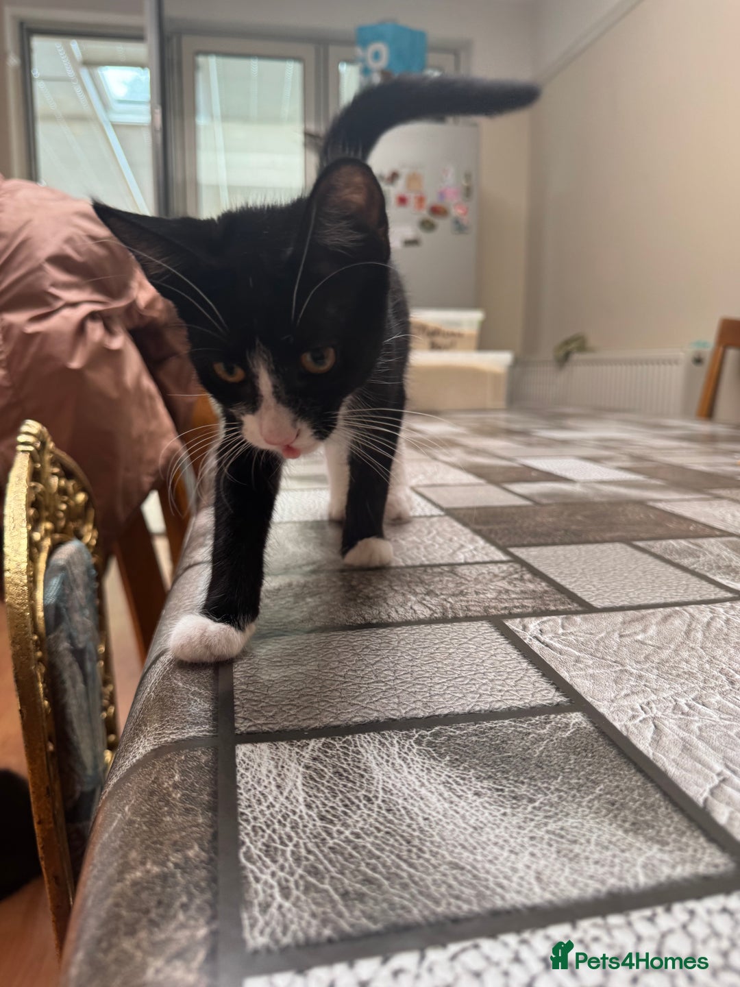 Mixed Breed cats for sale: Tuxedo/tabby mix bread cat - Image 2