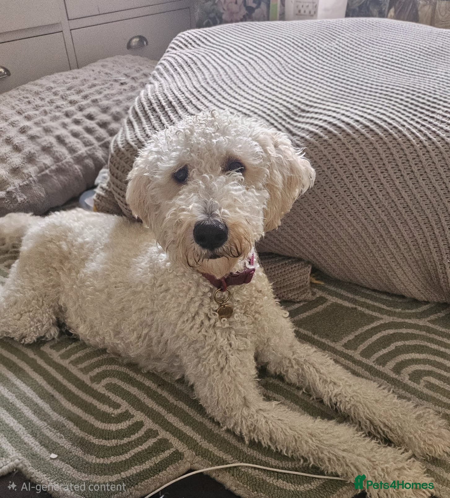 Mini Goldendoodle dogs Beautiful Minature Golden Doodles for sale - Advert 1