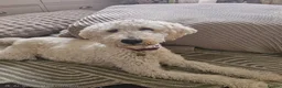 Mini Goldendoodle dogs for sale: Beautiful Minature Golden Doodles for sale - Advert 1