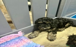 Cavapoo dogs for sale: READY NOW! Adorable Phantom F1b Cavapoo puppies  - Image 6
