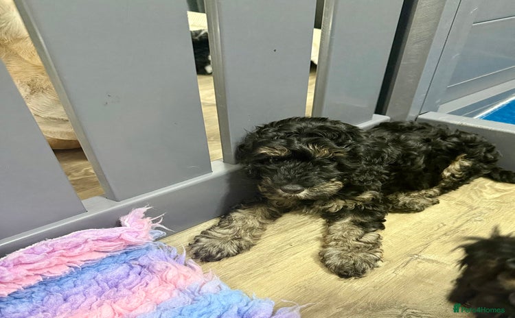 Cavapoo dogs - Advert 1
