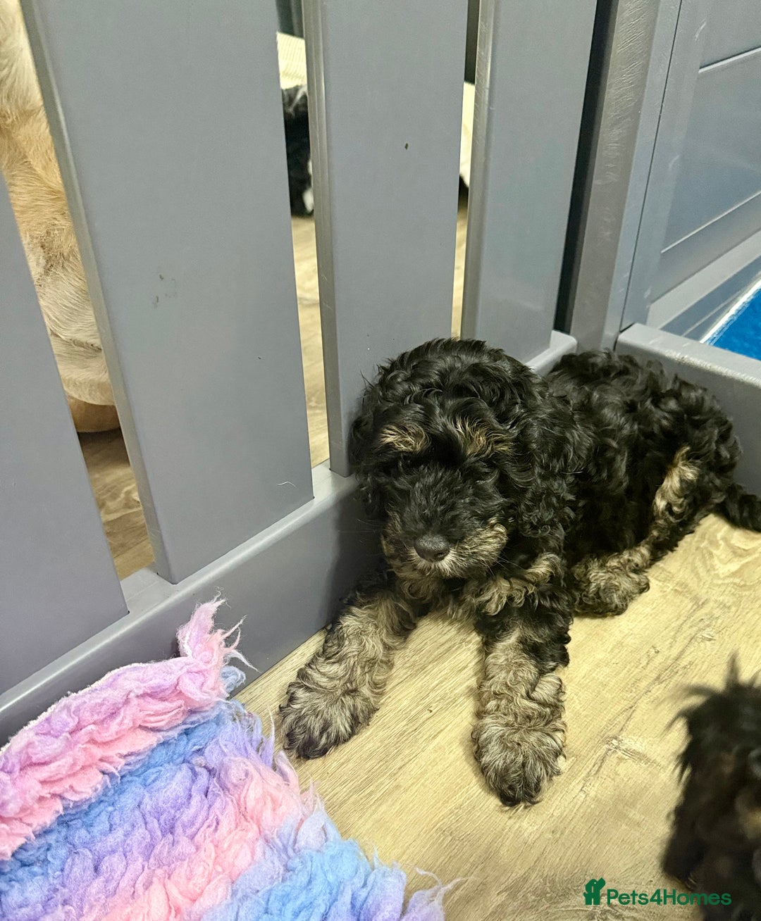 Cavapoo dogs for sale: READY NOW! Adorable Phantom F1b Cavapoo puppies  - Image 6