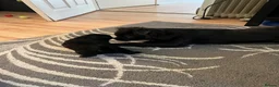 Frug dogs for sale: Fluffy Frug Boy - Advert 11
