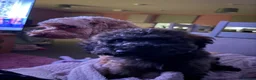 Cockapoo dogs for sale: Ember 7 months old in Towcester - Advert 7