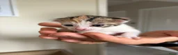 Domestic Shorthair cats for sale: 1x female tri coloured kitten - Advert 8