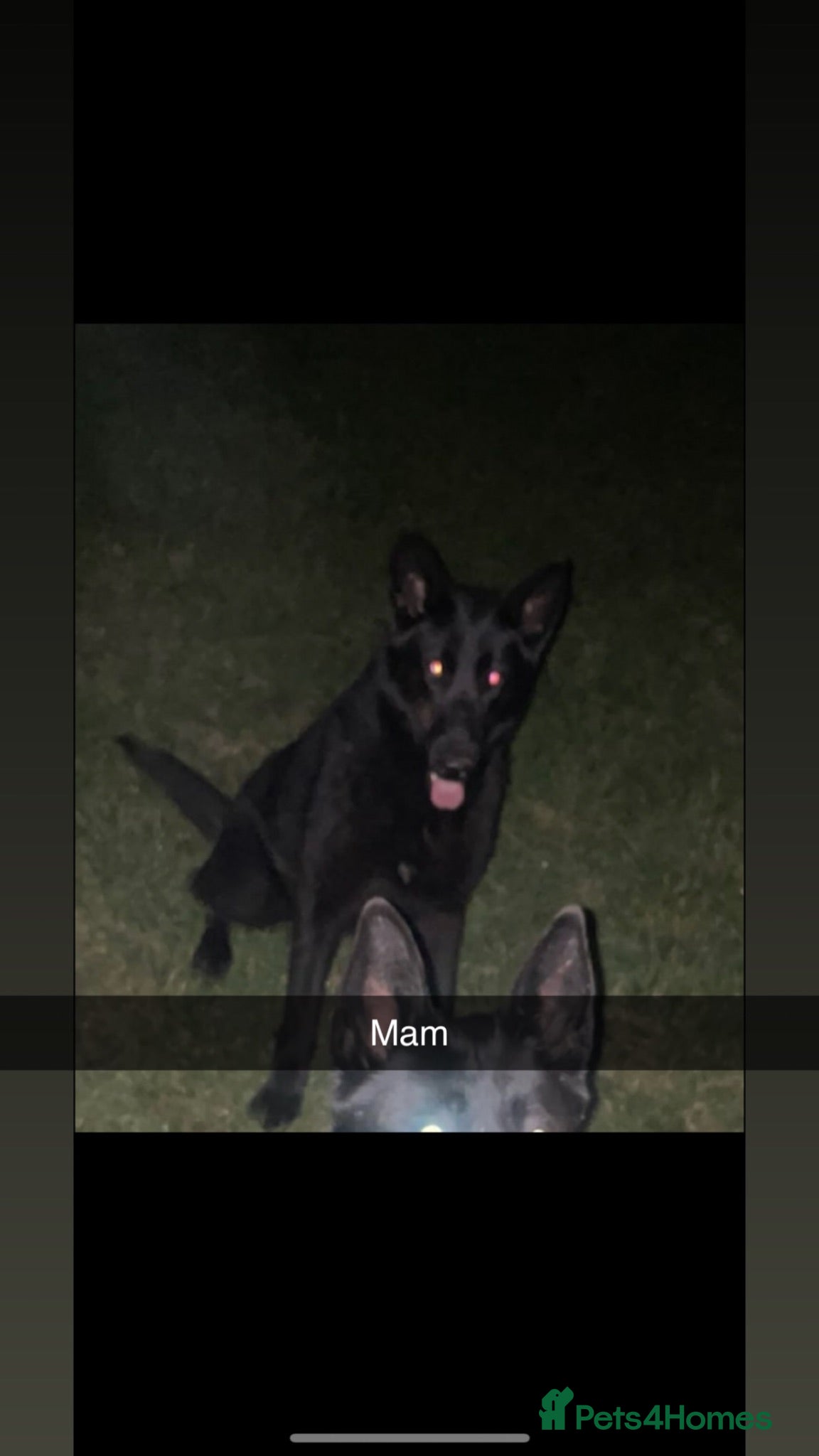 Mixed Breed dogs German Shepherd x Belgian Shepherd Puppies - Advert 2