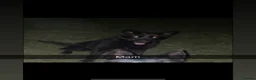 Mixed Breed dogs for sale: German Shepherd x Belgian Shepherd Puppies - Advert 2