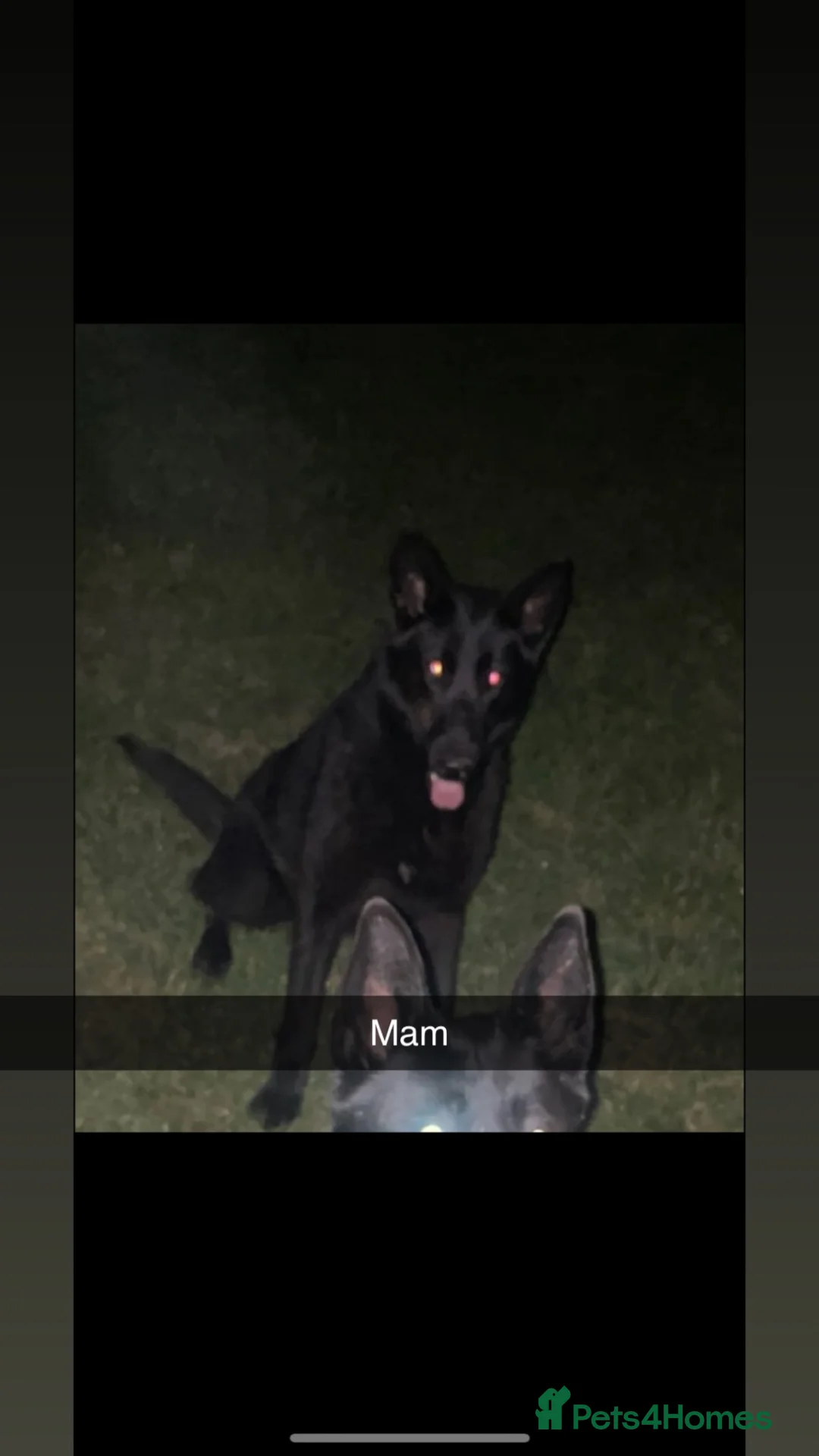 Mixed Breed dogs for sale: German Shepherd x Belgian Shepherd Puppies - Advert 2