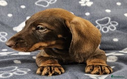 Dachshund dogs for sale: Stunning KC Registered Dachshund Puppies in Cheadle - Image 31