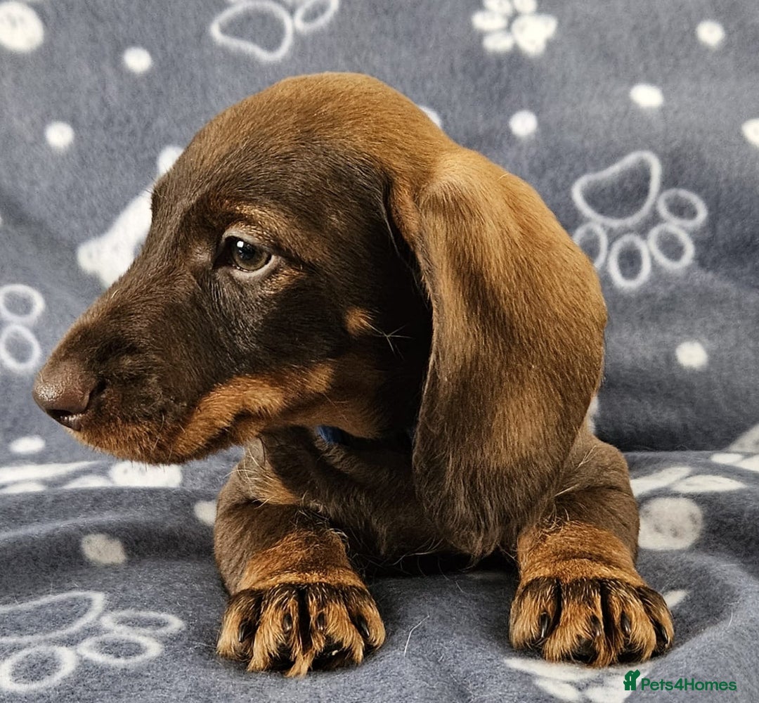 Dachshund dogs for sale: Stunning KC Registered Dachshund Puppies in Cheadle - Image 31
