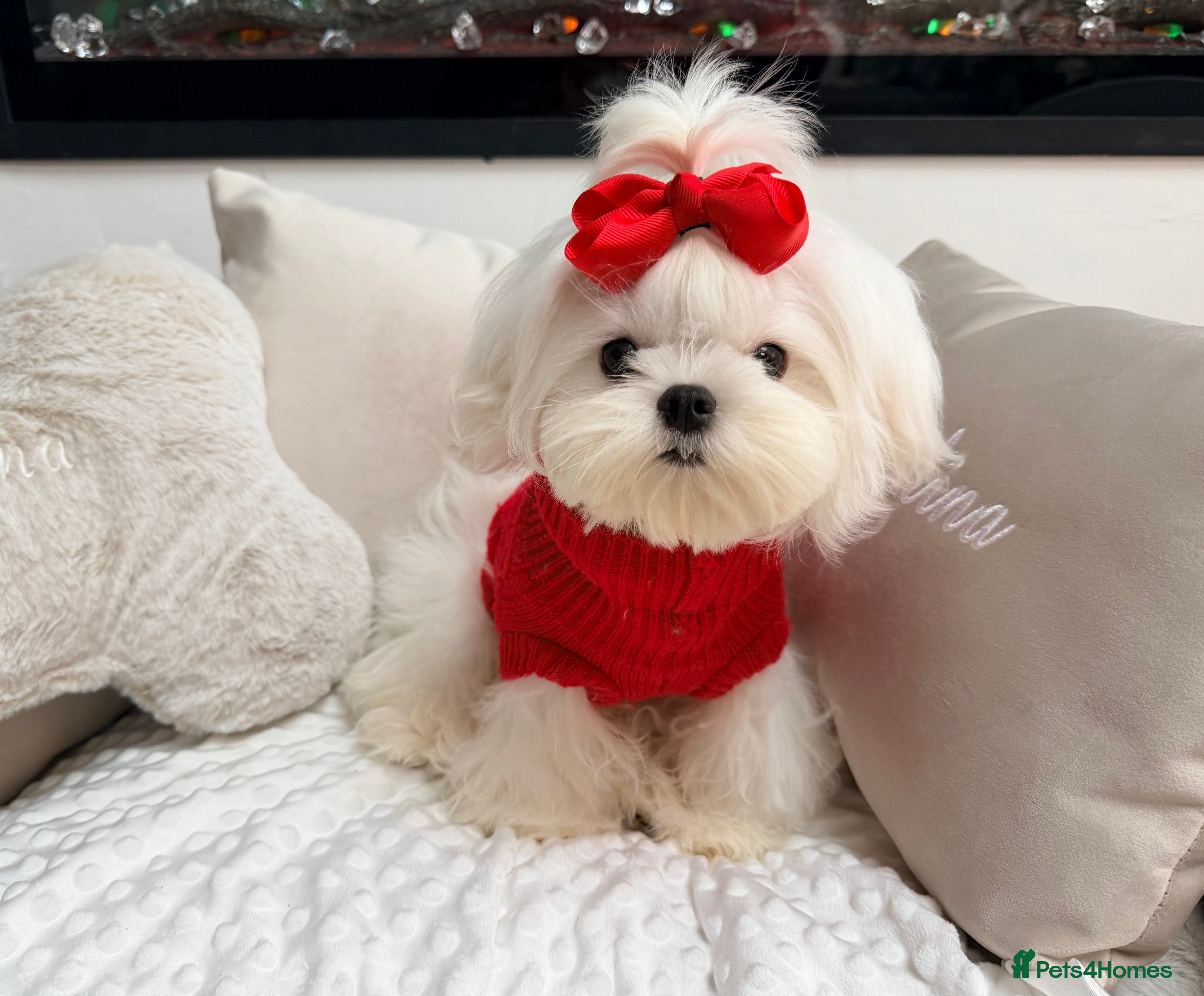 Maltese dogs Beautiful 6 month old Maltese Puppy Ready Now - Advert 8