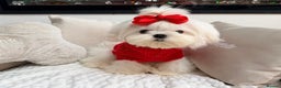 Maltese dogs for sale: Beautiful 6 month old Maltese Puppy Ready Now - Advert 1
