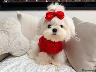 Maltese dogs Beautiful 6 month old Maltese Puppy Ready Now - Advert 6