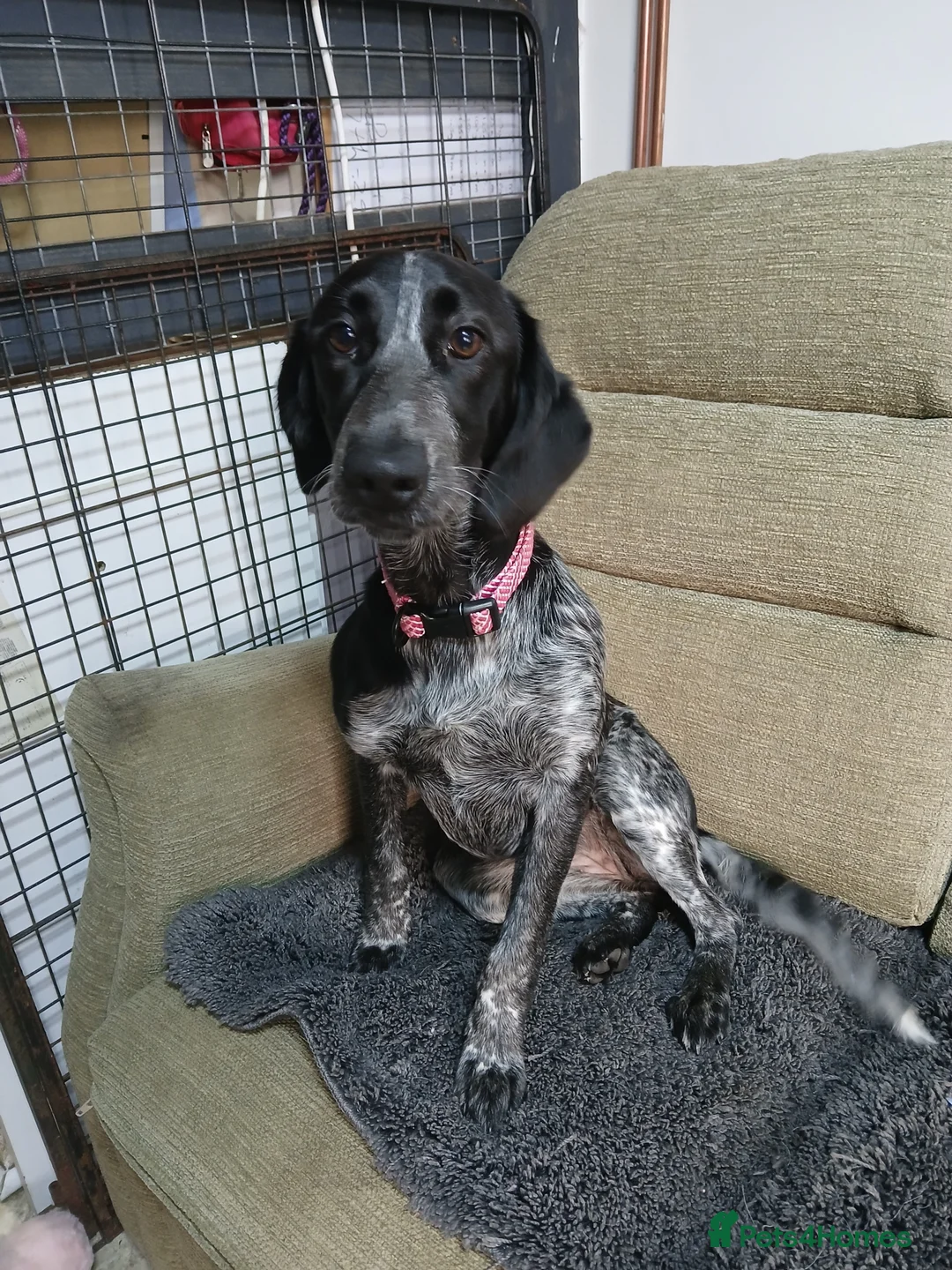 Mixed Breed dogs for sale: Collie/cocker 7mths old - Advert 3