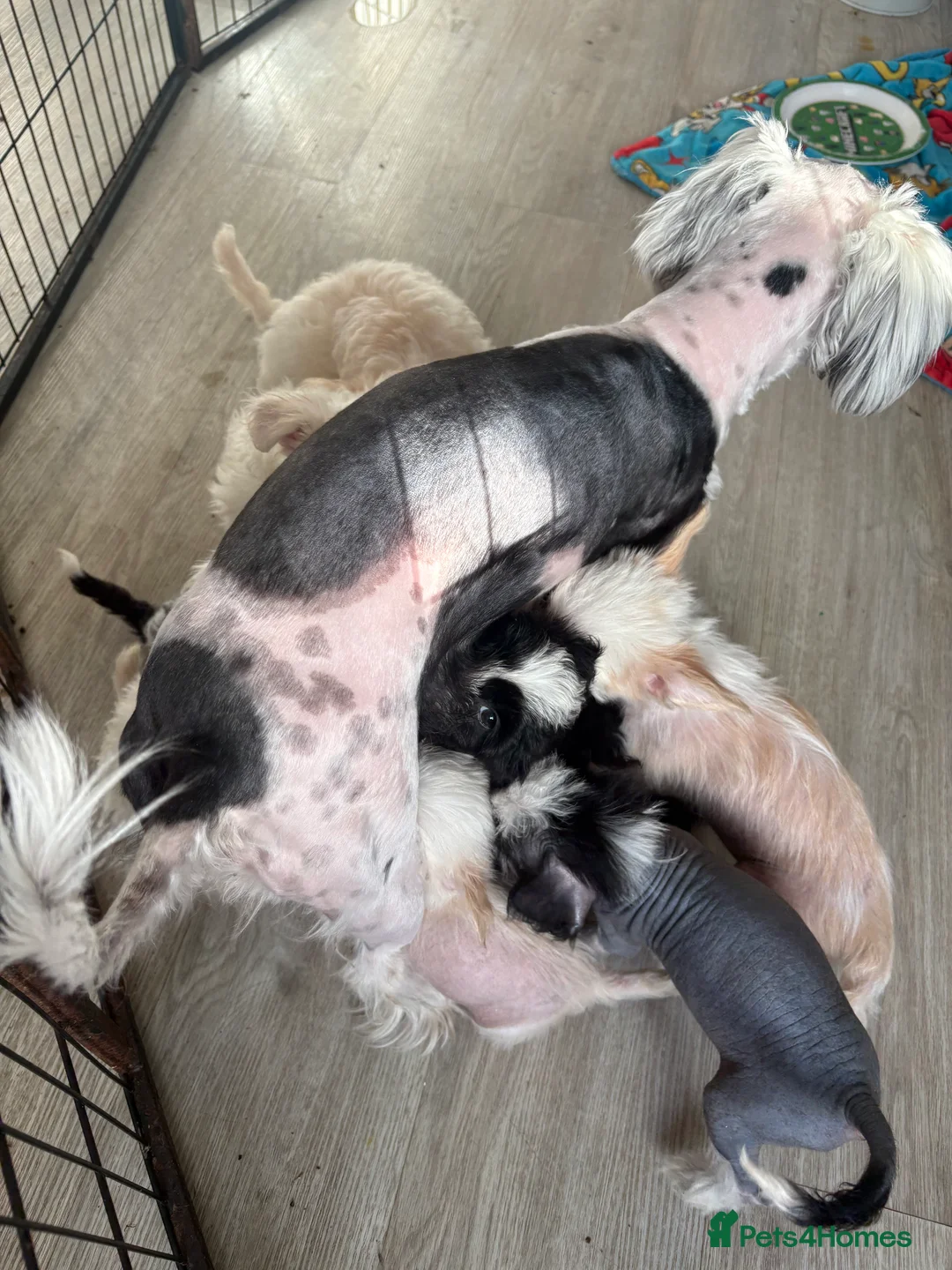 Chinese Crested dogs for sale: 🐾  Chinese Crested Puppies   - Advert 24