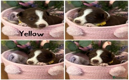 Border Collie dogs for sale: KC Reg Red + White Border Collie Puppies - Image 1