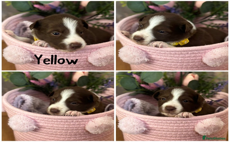 Border Collie dogs - Advert 1
