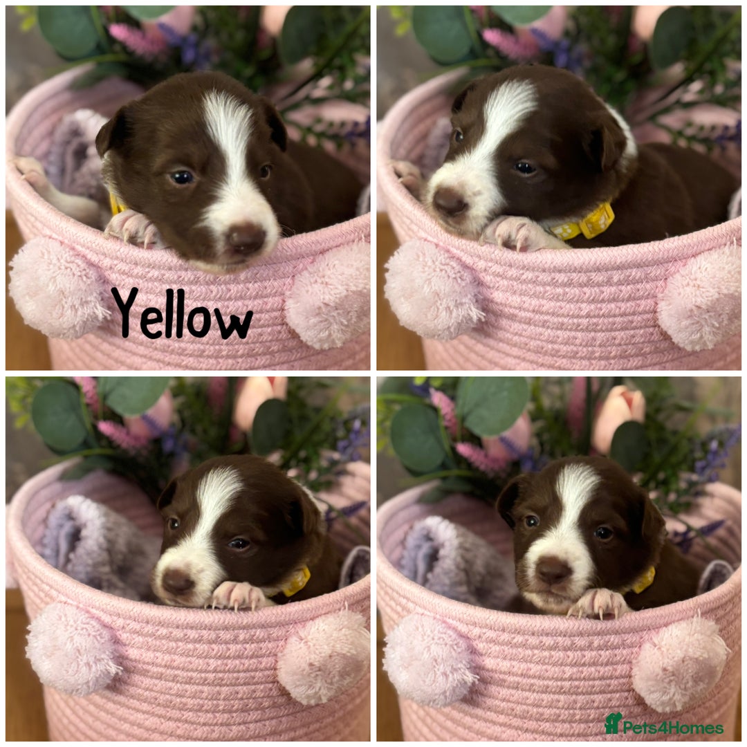 Border Collie dogs for sale: KC Reg Red + White Border Collie Puppies - Image 1