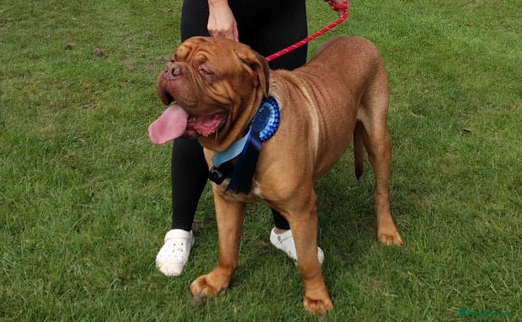 Dogue De Bordeaux dogs - Advert 1