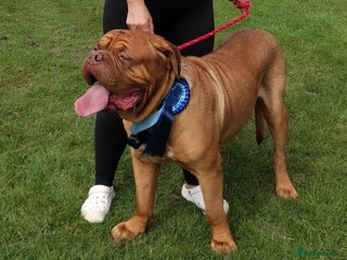 Dogue De Bordeaux dogs - Advert 3