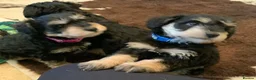 Schnoodle dogs for sale: Happy confident Schnoodle puppies  - Advert 4