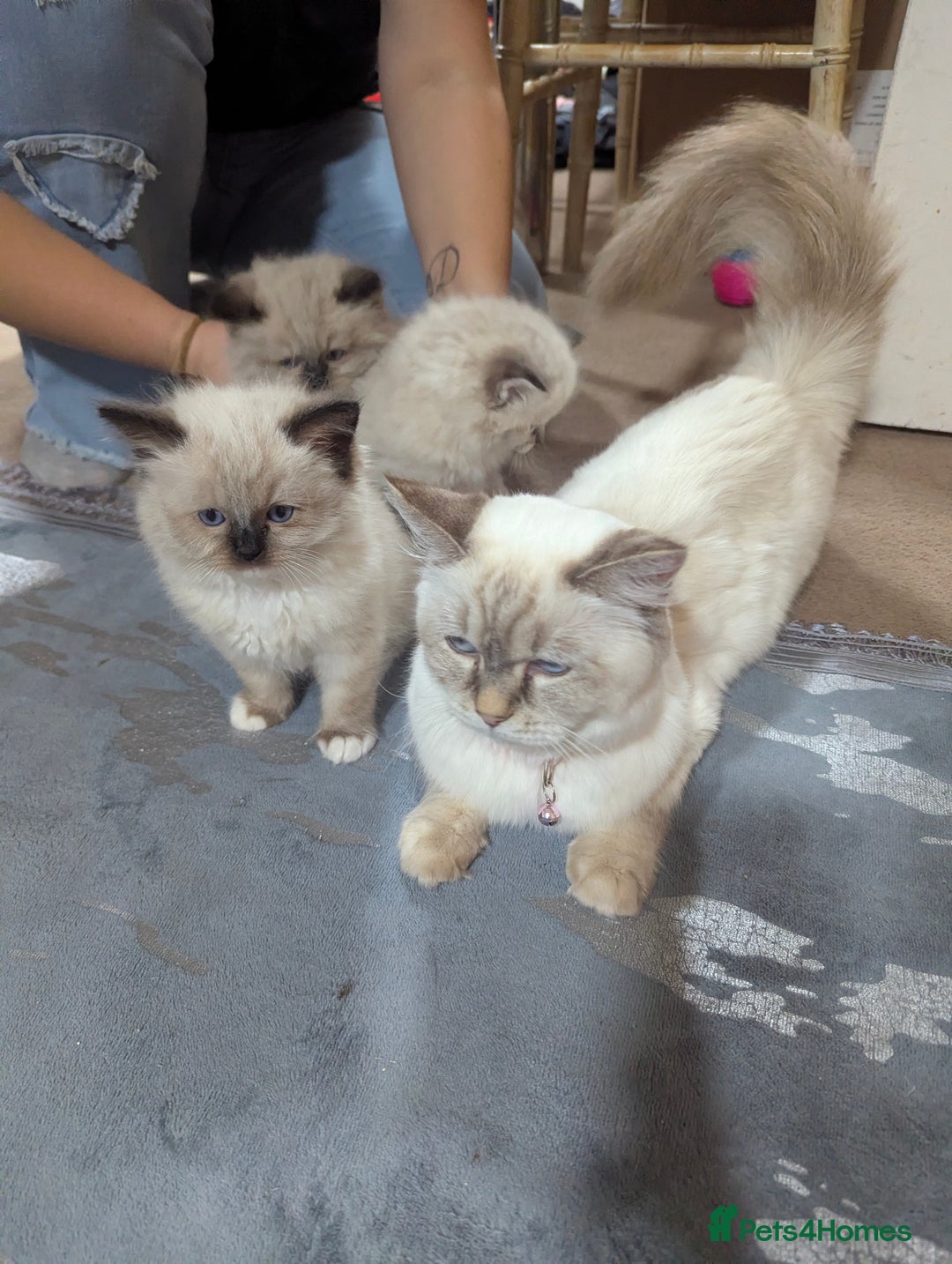 Ragdoll cats for sale: Fluffy Ragdolls - Image 1